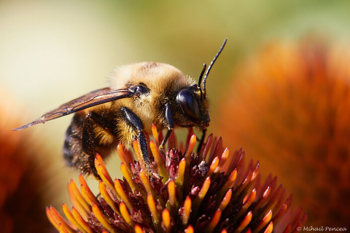 Bees